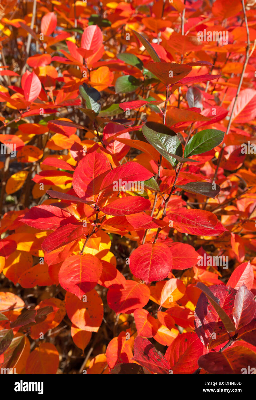 Rote Blätter im Herbst Stockfoto