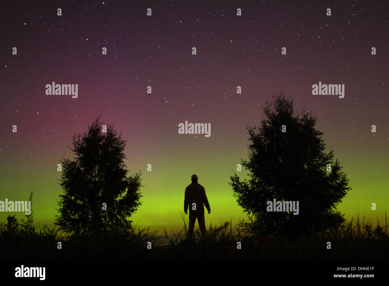 Ein Mann stehend und Nordlichter (Aurora Borealis) zwischen zwei Bäumen zu beobachten. Europa, Estland Stockfoto