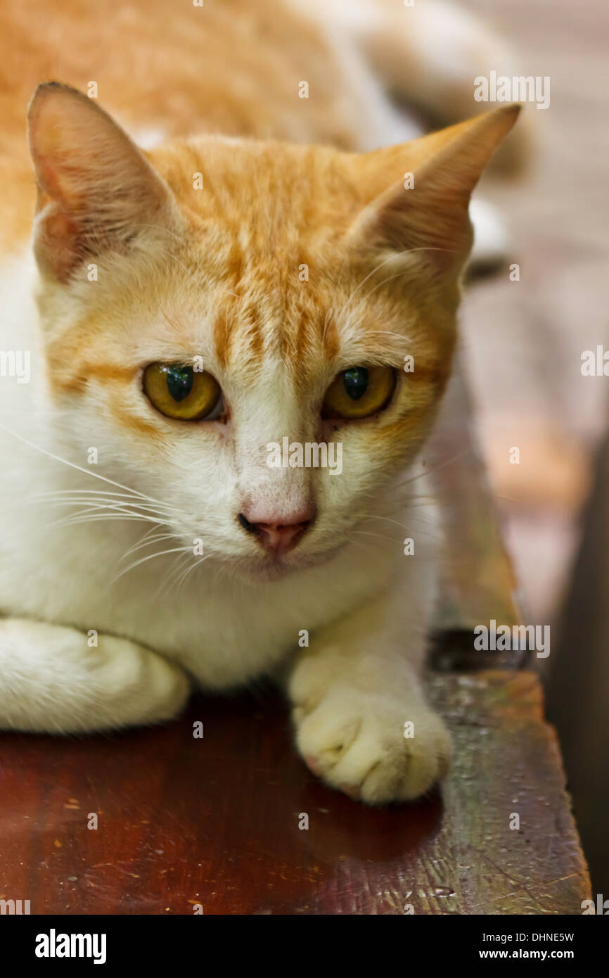 Kleine Katze Stockfoto