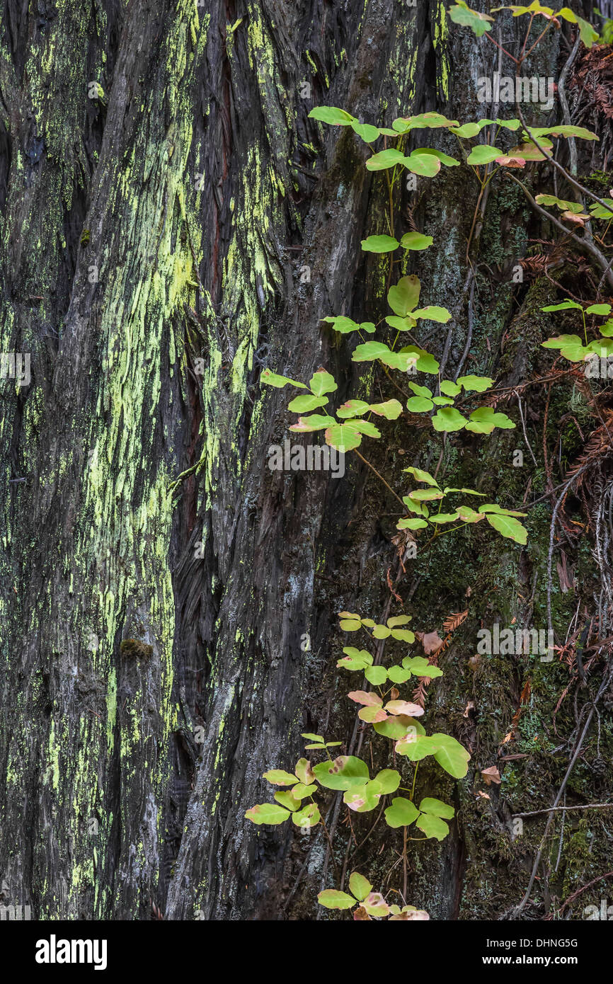 Poison Oak, Toxicodendron Diversilobum, Weinbau auf einem Coast Redwood im Humboldt Redwoods State Park, California, USA Stockfoto