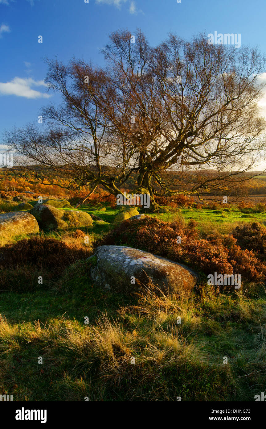 UK, Derbyshire, Peak District, einsamer Baum auf Lawrence Feld Stockfoto