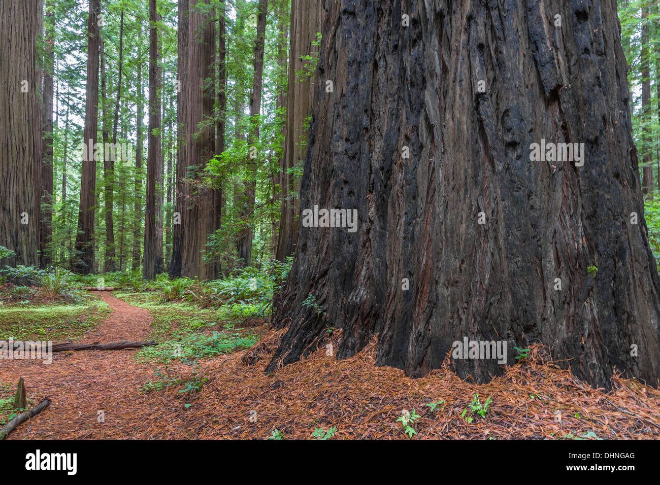 Coast Redwood, Sequoia Sempervirens, Wald im Humboldt Redwoods State Park in der Nähe von Dyerville, Kalifornien, USA Stockfoto