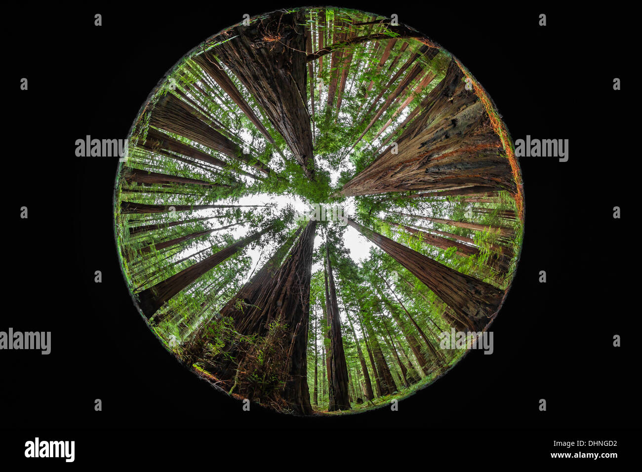 Fisheye Blick auf Coast Redwood Sequoia Sempervirens, Wald Humboldt Redwoods State Park in der Nähe von Dyerville, Kalifornien, USA Stockfoto