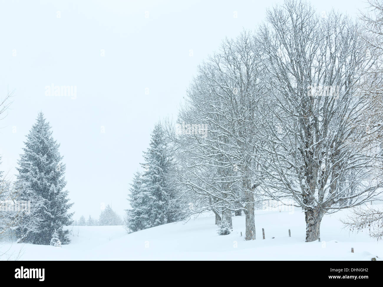 Trüber Tag Schneefall im Winter nebligen verschneiten Bergwald Stockfoto