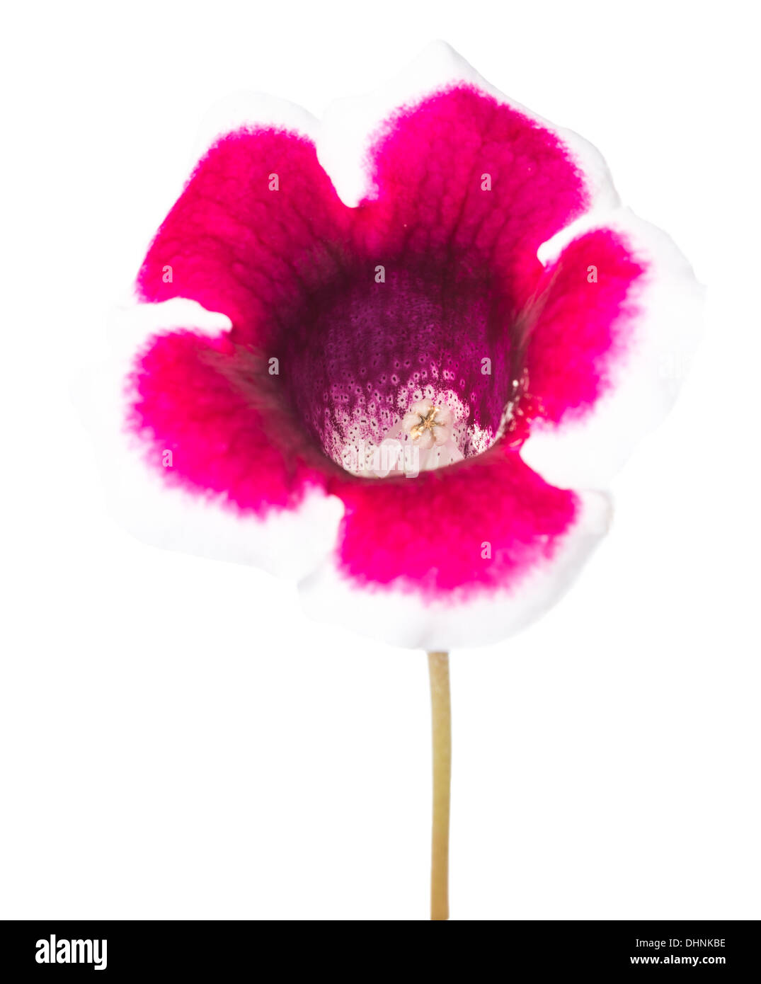 einzelne Blume isoliert Gloxinia auf weiss Stockfoto