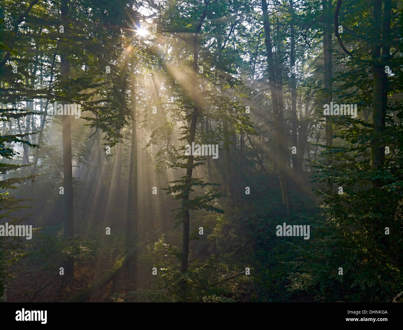 Sonnenstrahlen im Wald in der Nähe von Bodenwerder, Niedersachsen, Deutschland Stockfoto