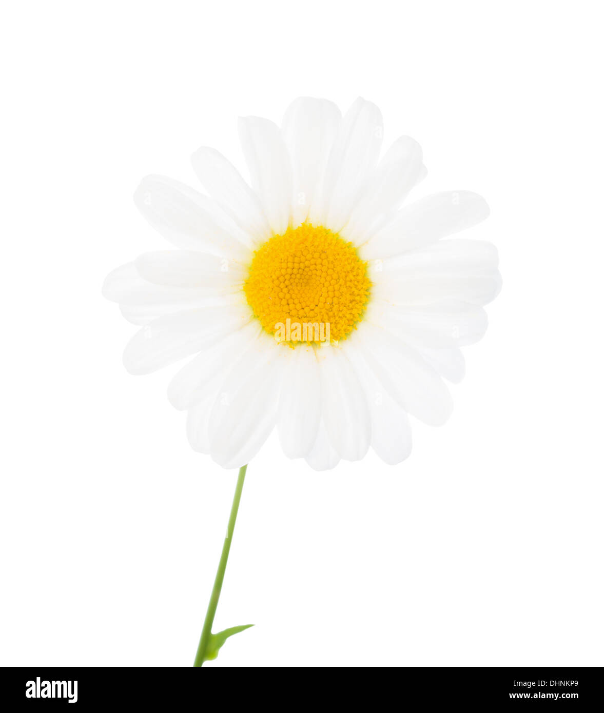 die Blume ein Kamille ist isoliert auf weiß Stockfoto