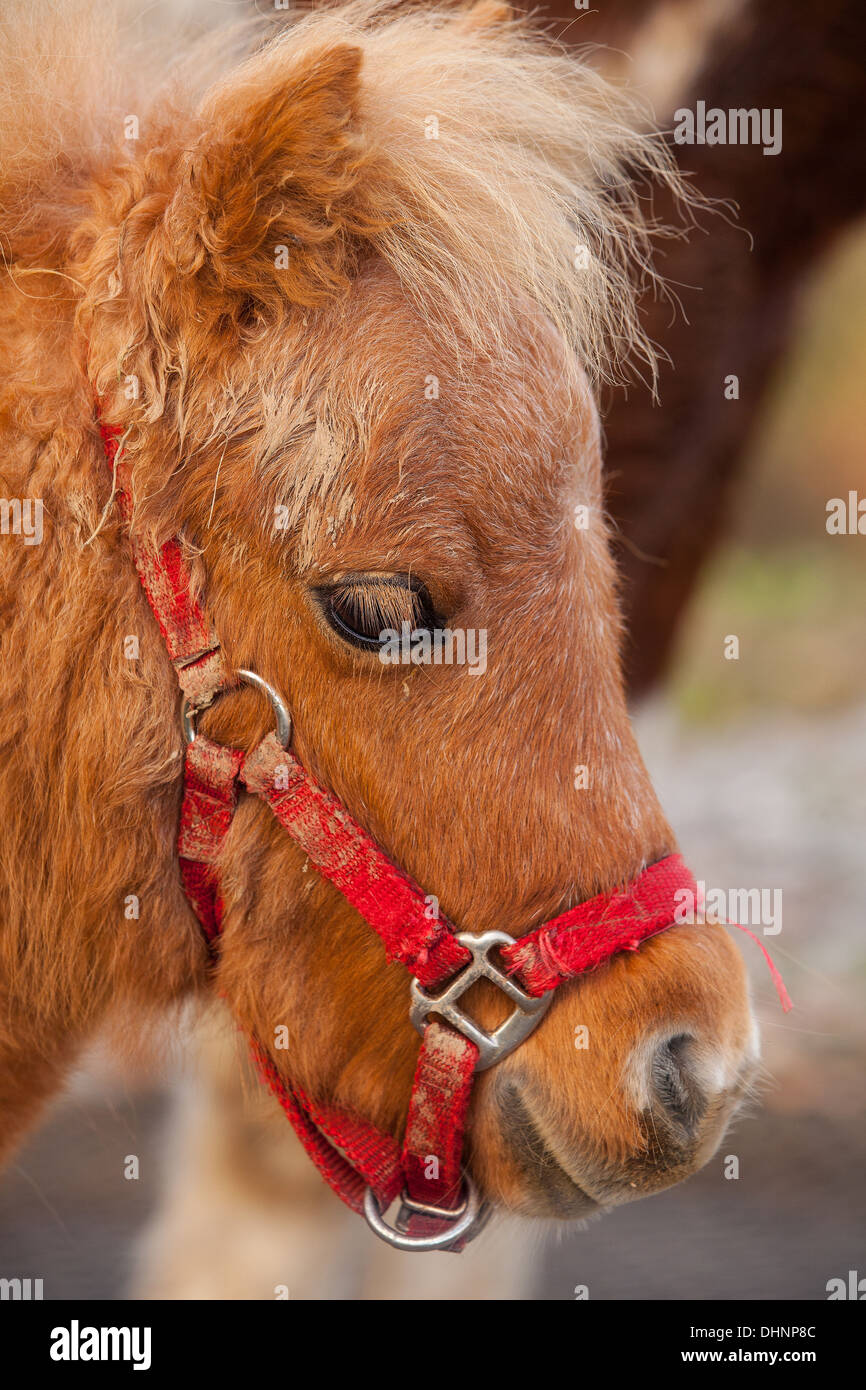 Detail der schönen sehr junges Pferd Stockfoto