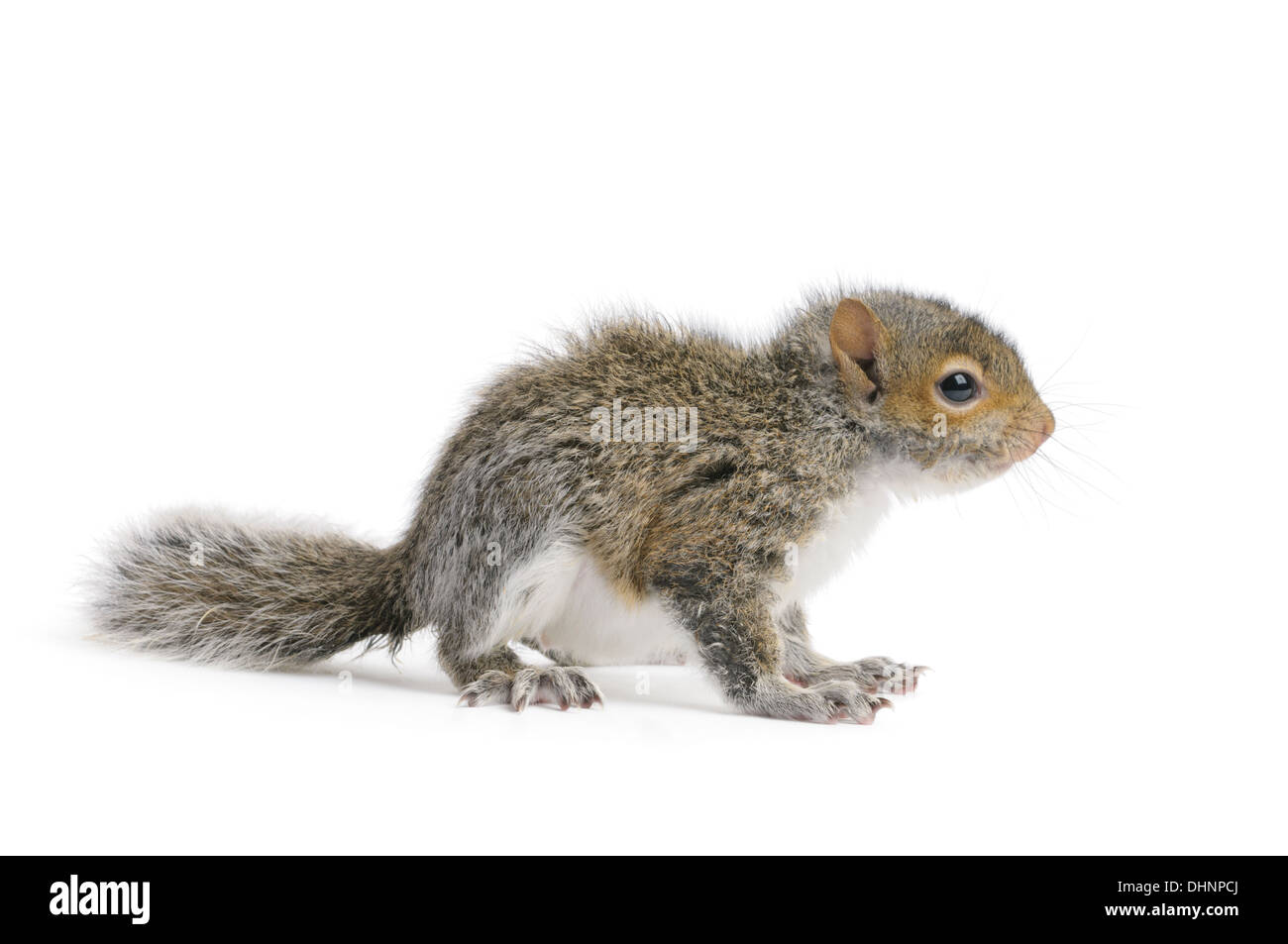 Junge graue Eichhörnchen auf einem weißen Hintergrund. Stockfoto