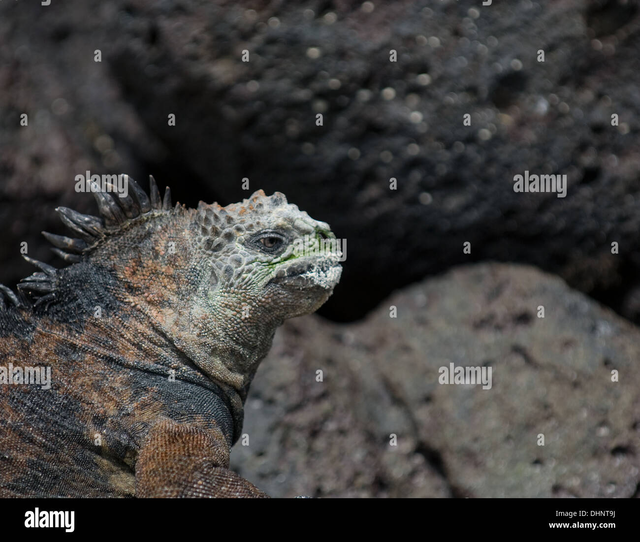 Marine Iguana auf den Felsen Stockfoto