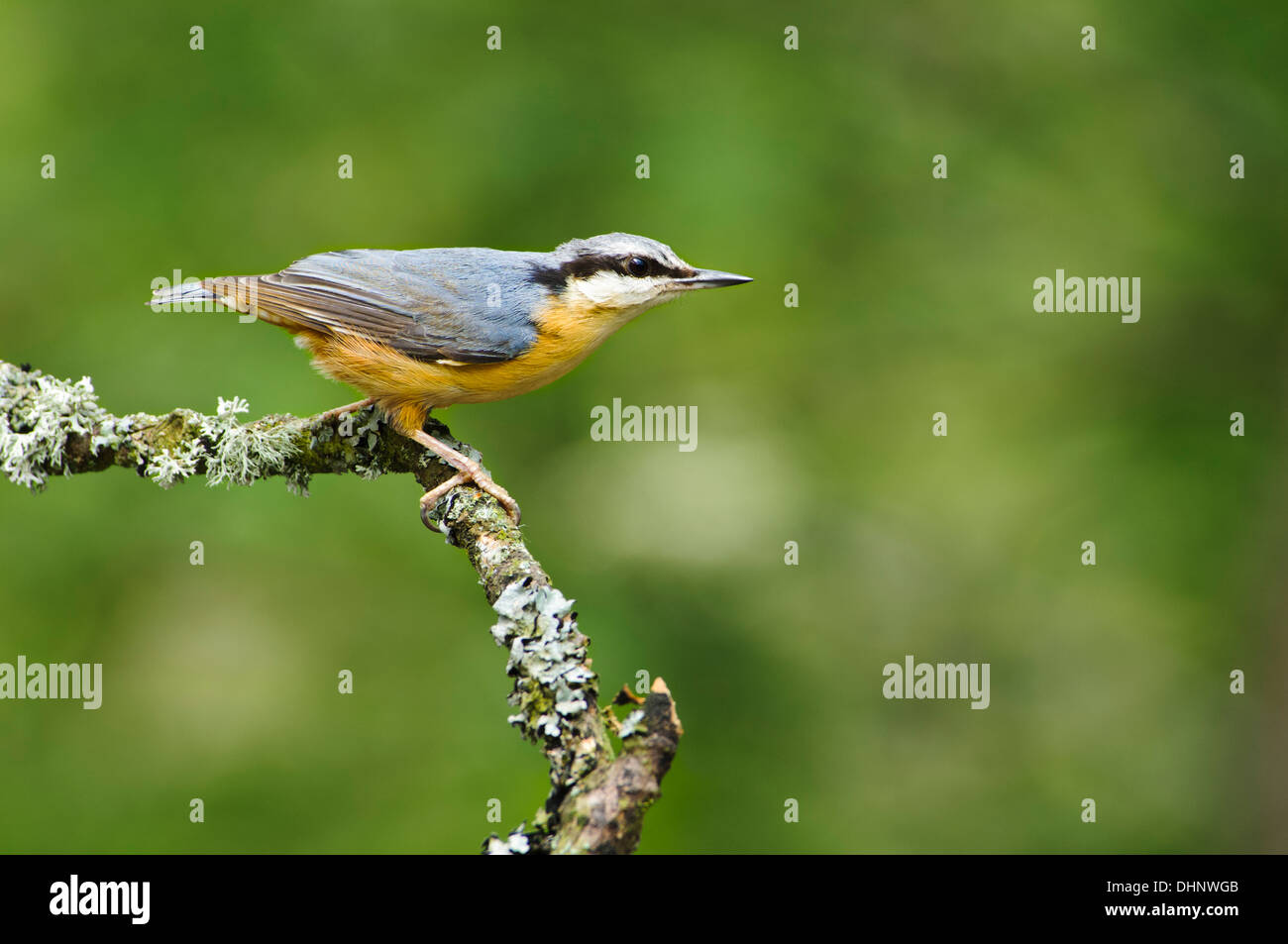 Ein Erwachsener Kleiber (Sitta Europaea) thront auf einem Flechten verkrustete Zweig im Naturreservat Gilfach Farm in der Nähe von Rhayader, Radnorshire Stockfoto