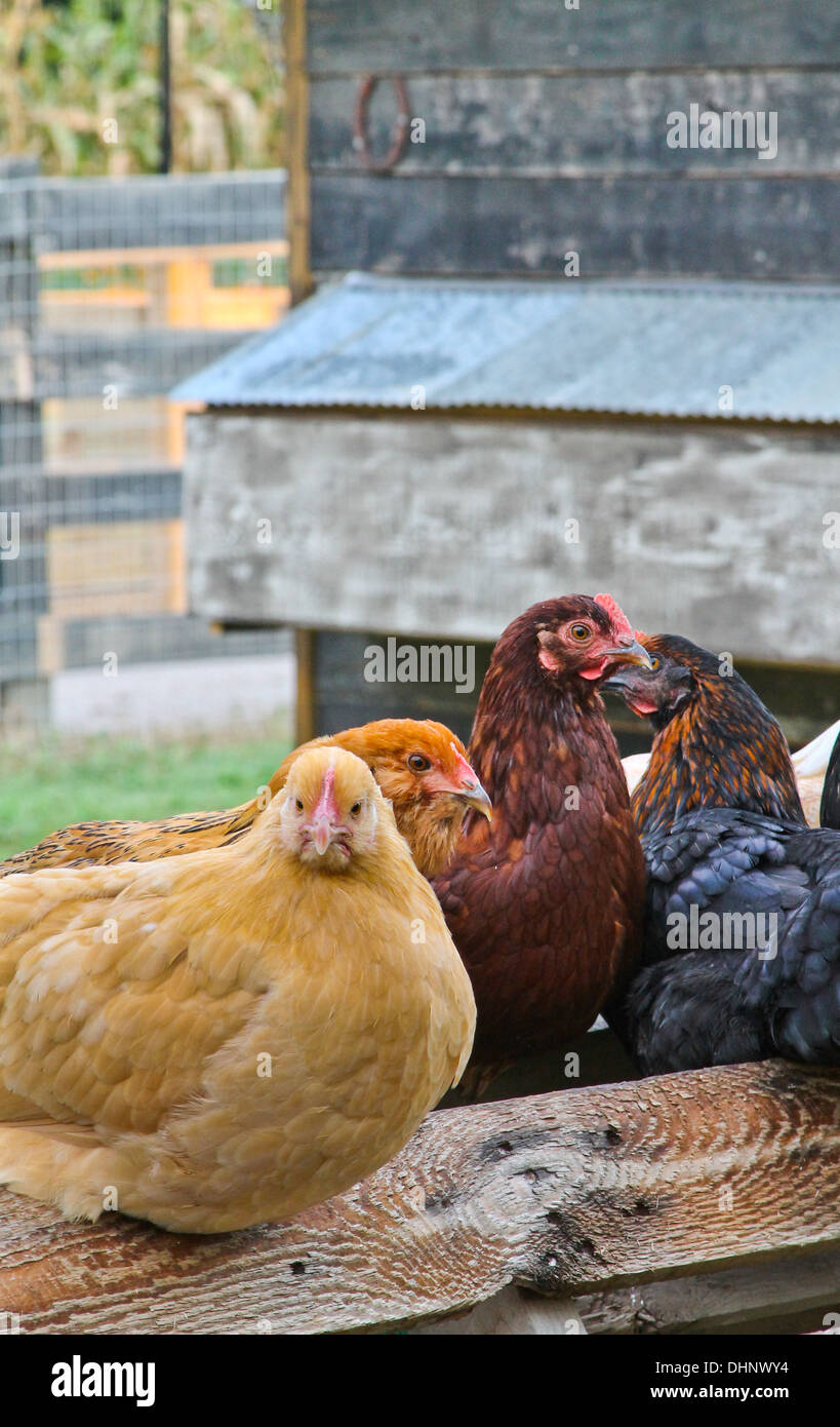 Gleich und gleich gesellt - Vielfalt der Hennen thront zusammen auf einem Holzbrett Stockfoto