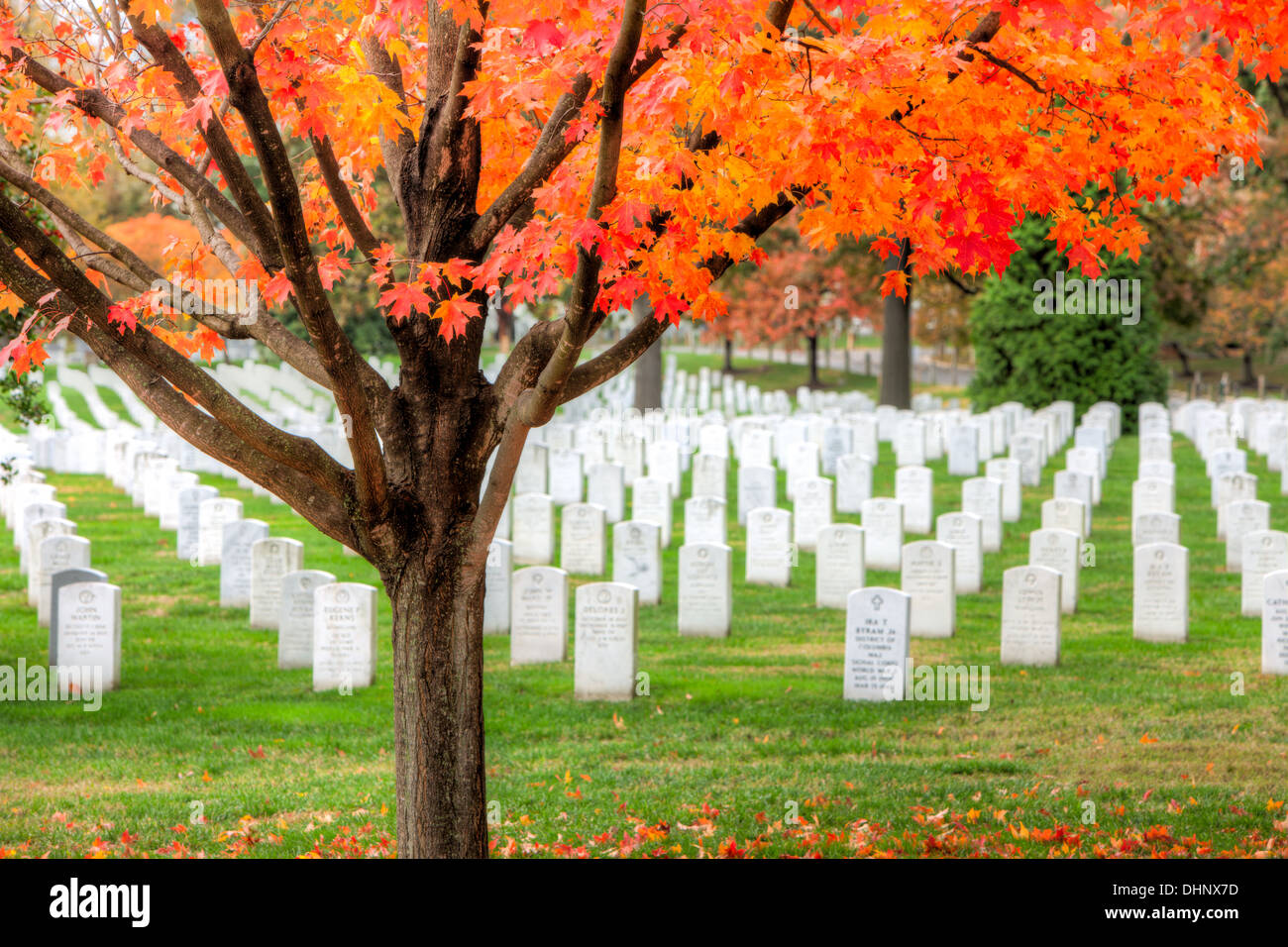 Ahornbäume hinzufügen Gipfel Herbstfarben auf dem Gelände des Arlington National Cemetery in Arlington, Virginia. Stockfoto