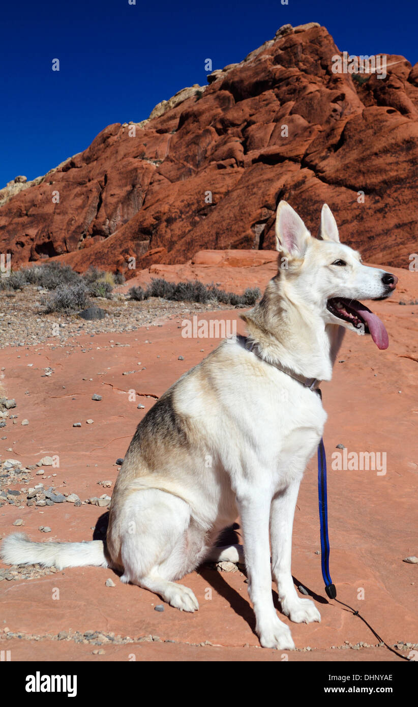 Hund auf Wanderung liegt am Red Rock Canyon National Conservation Area Stockfoto