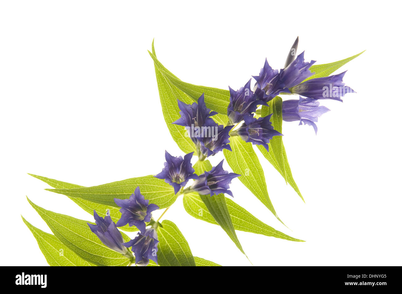 Wiesser Fotos und Bildmaterial in hoher Auflösung Alamy