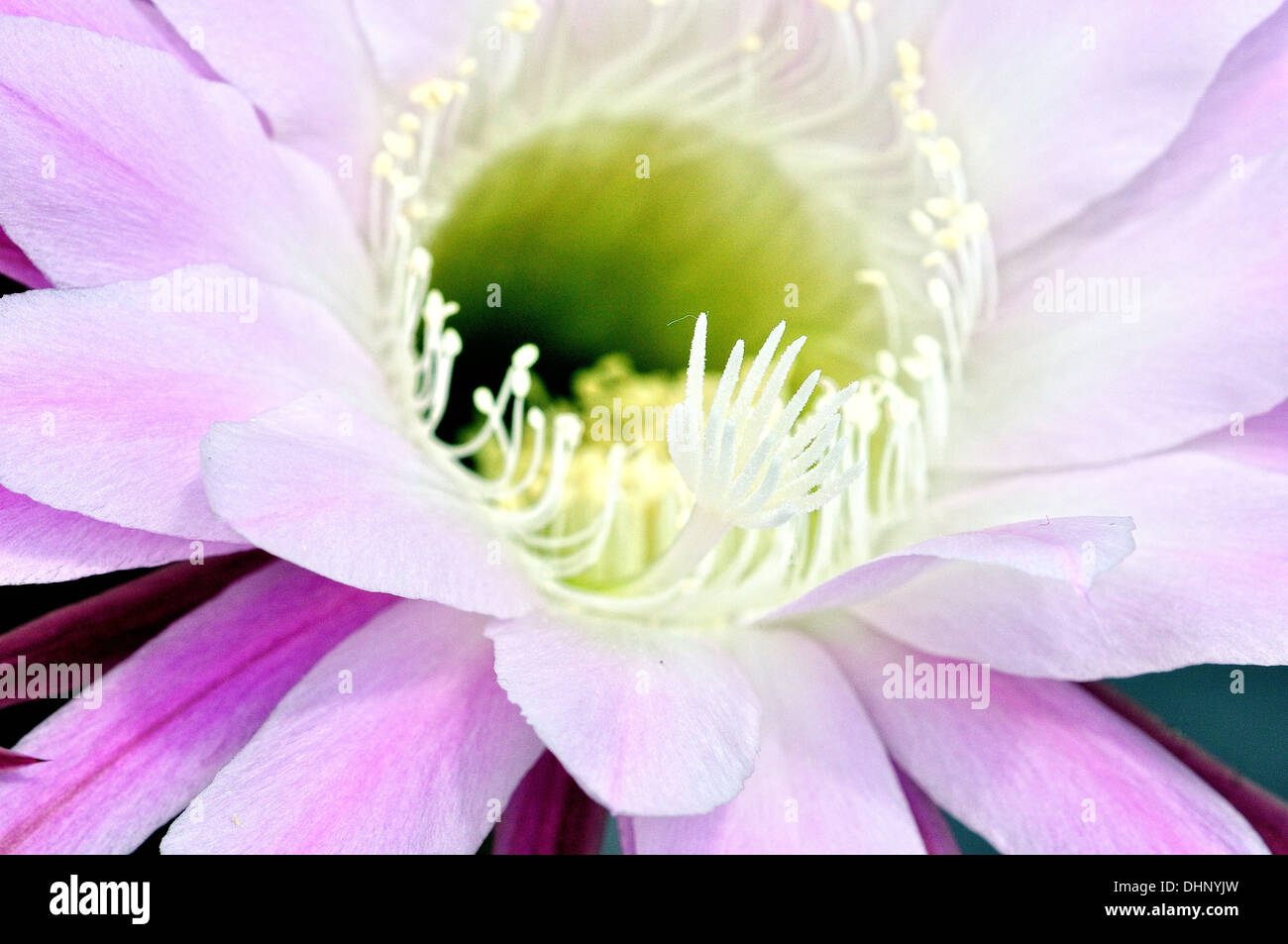 Öffnen Sie Cactus Flower Stockfoto