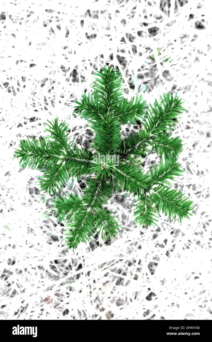 Grüne Schneeflocke in den Weihnachtsbaum Stockfoto