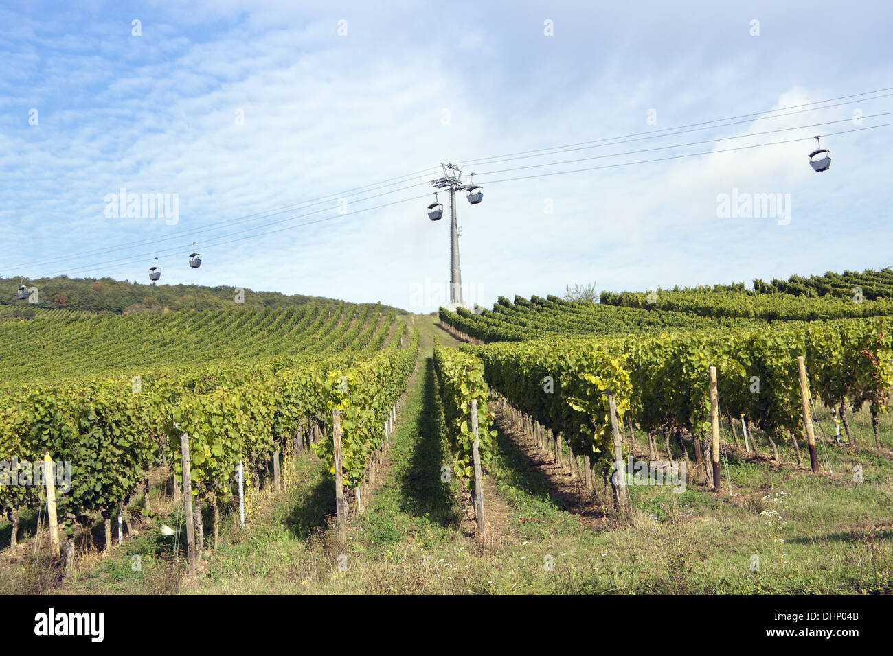 Weinbaugebiet in Rüdesheim Stockfoto