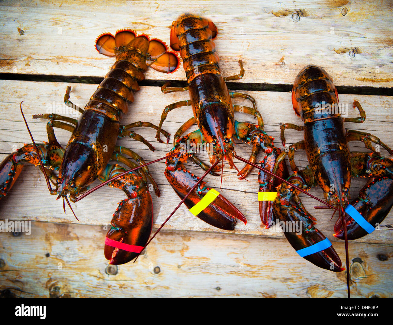 Drei Maine Hummer lebendig auf einer Holzterrasse Stockfoto