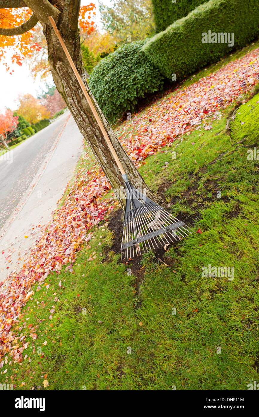 Vertikale Foto Fan Rake gelehnt Ahornbaum mit Herbst Blätter liegen auf dem Rasen im Hintergrund Stockfoto