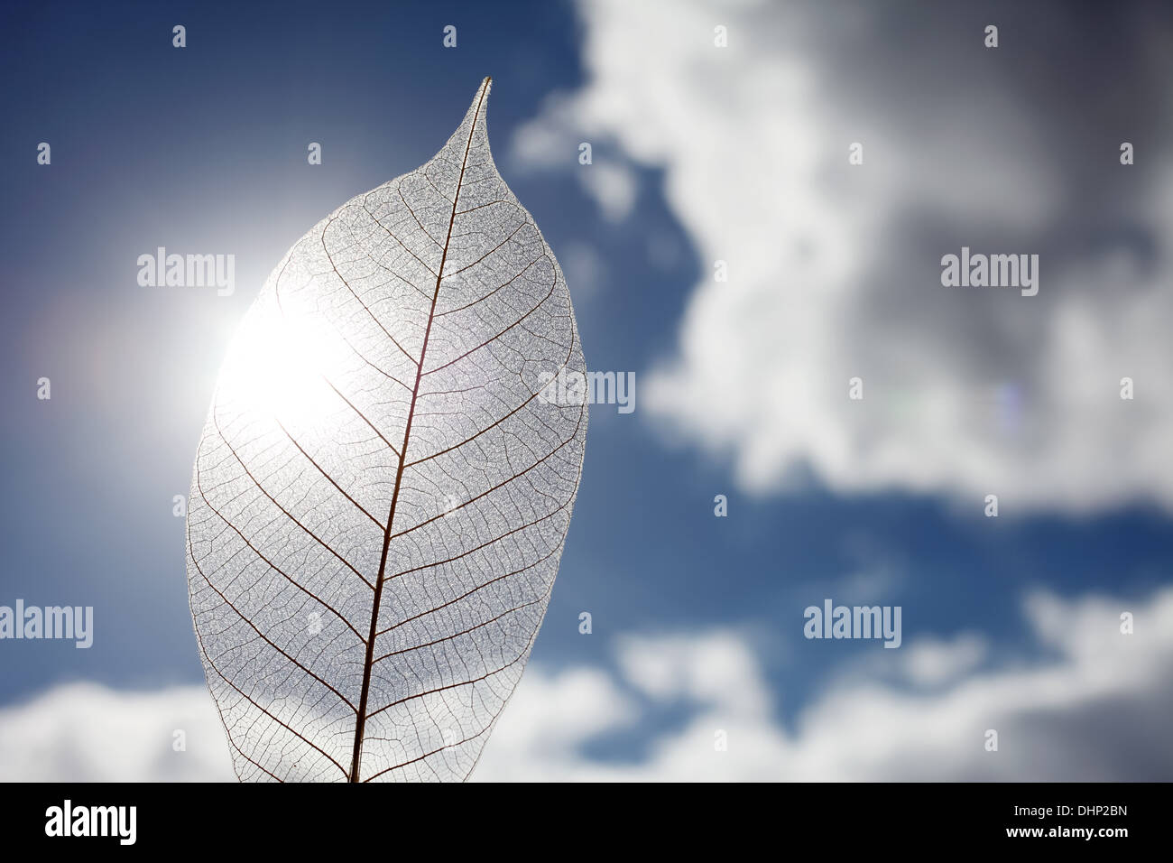 Skelett Blatt vor dramatischer Himmelshintergrund Stockfoto