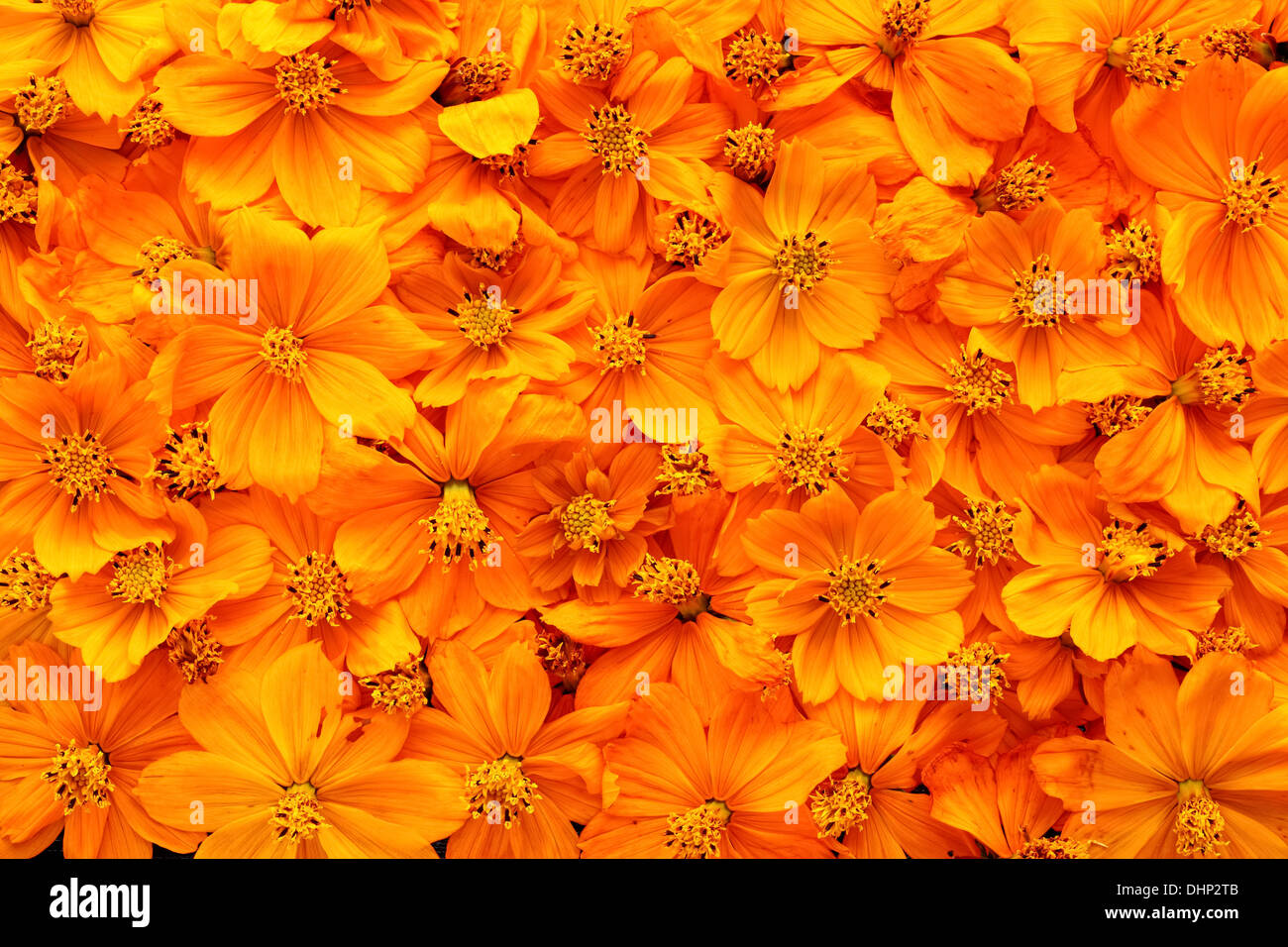 Getrocknete Kosmos Blumen Hintergrund Stockfoto