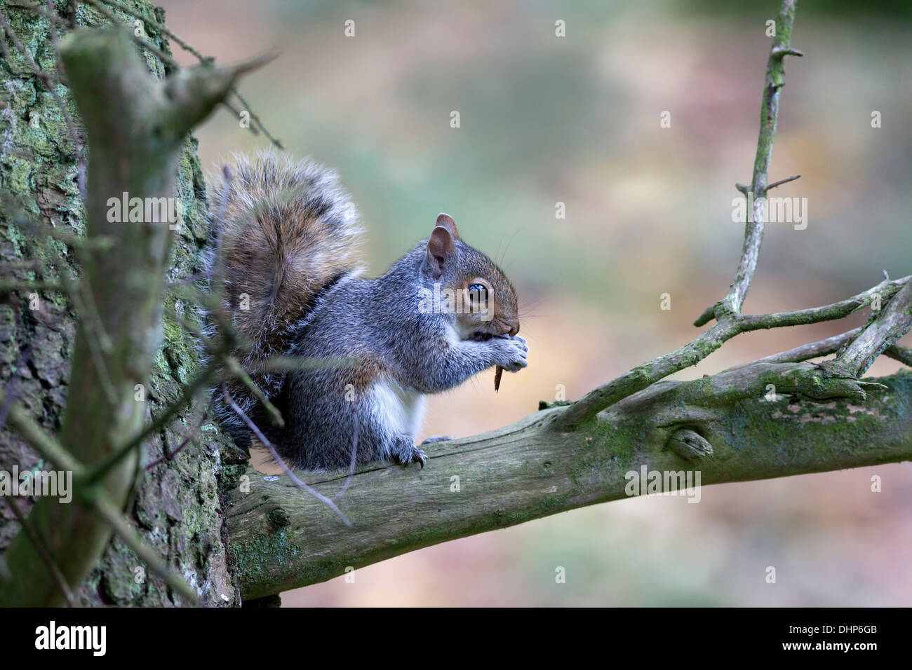 Junge graue Eichhörnchen Sciurus Carolinensis ernähren sich von einer Platane Samen Teesdale County Durham UK Stockfoto
