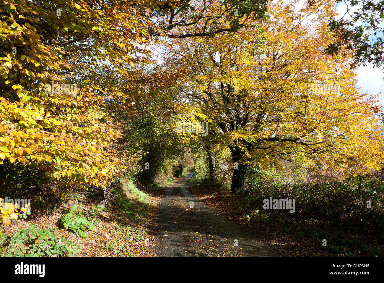 Blick auf eine Buche auf einem ländlichen Lane im Herbst Carmarthenshire Wales UK KATHY DEWITT Stockfoto