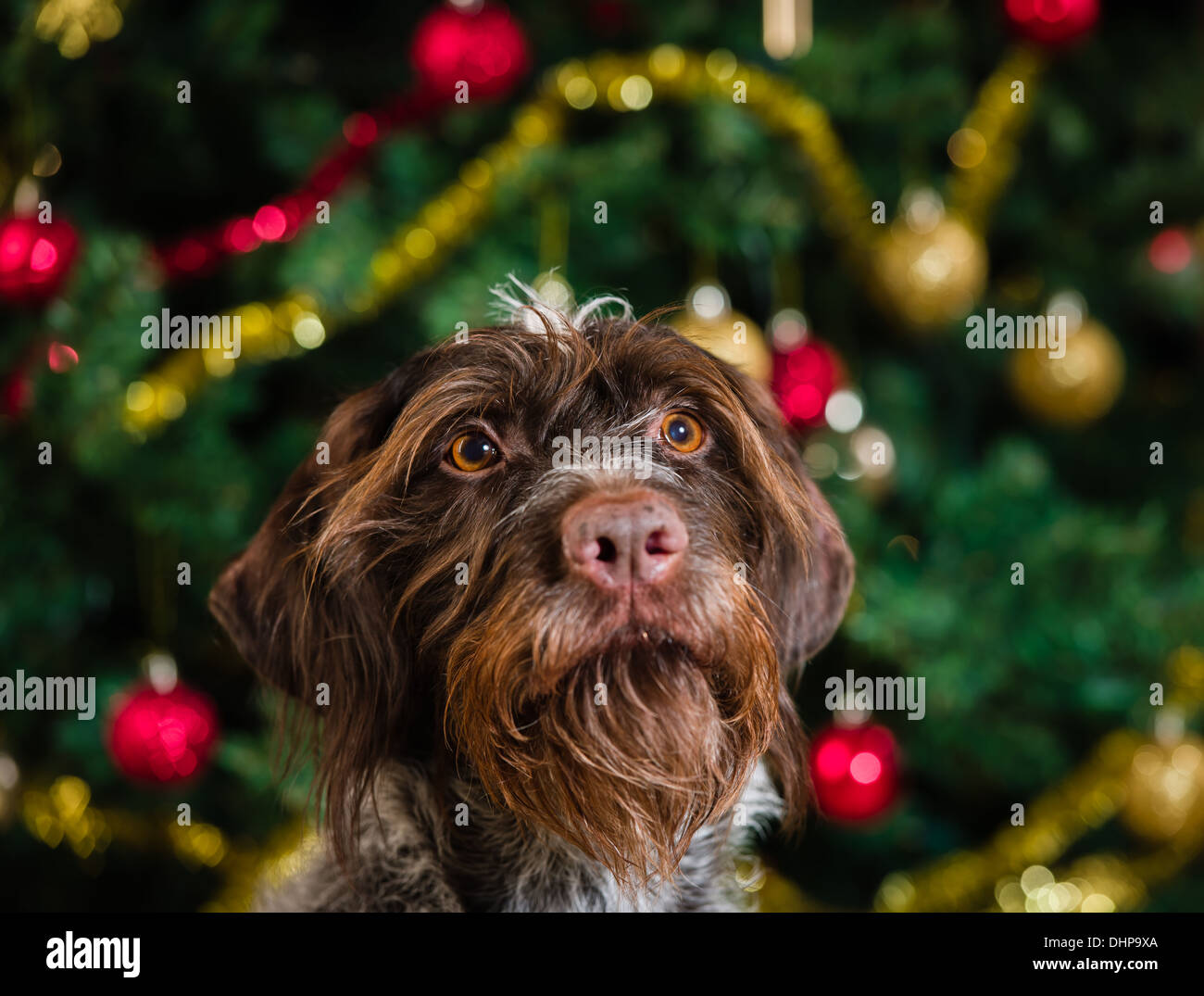 Erwachsene Deutsch Drahthaar, Weihnachtsbaum im Hintergrund, Horizont-format Stockfoto