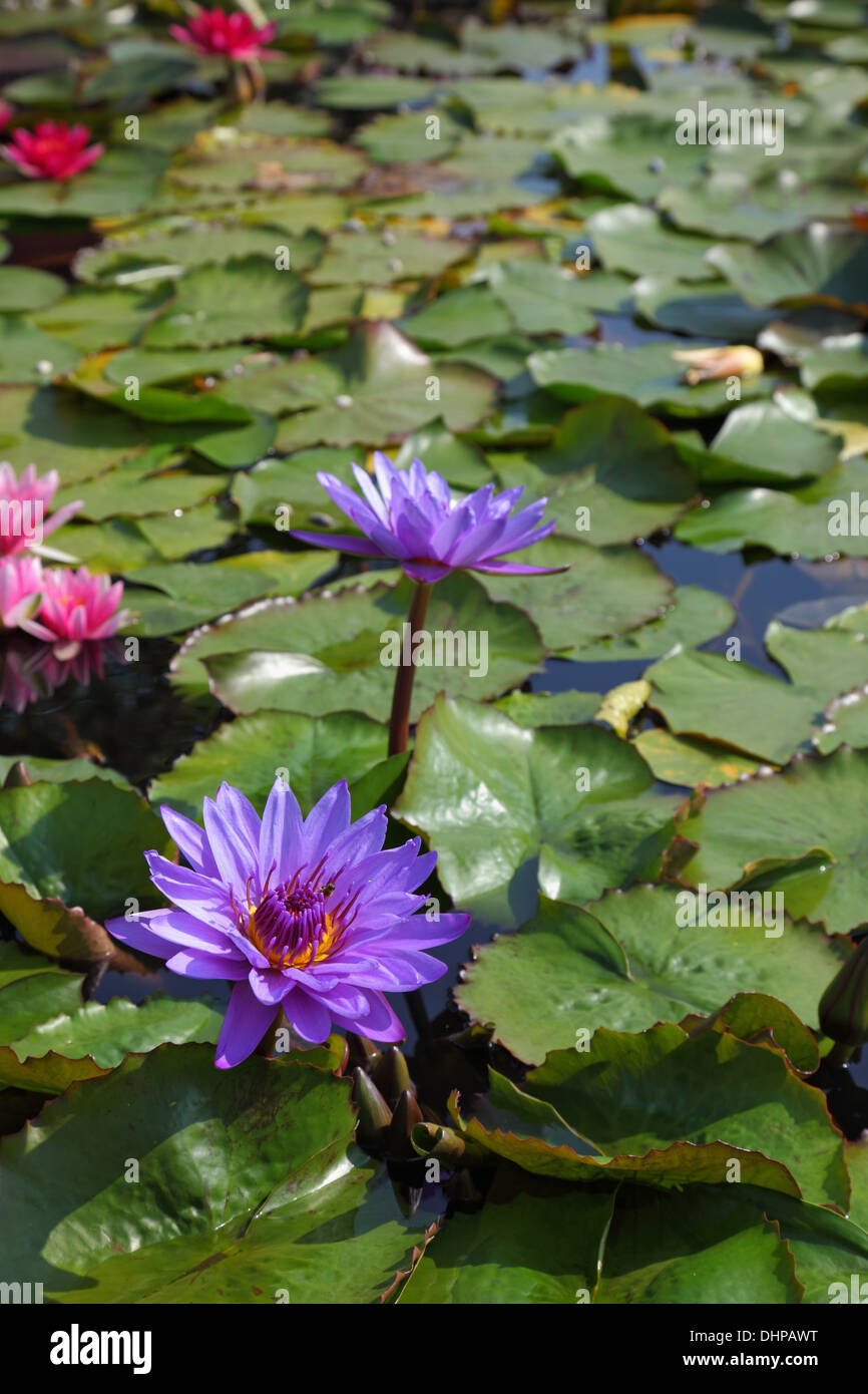 Großen Teich im park Stockfoto