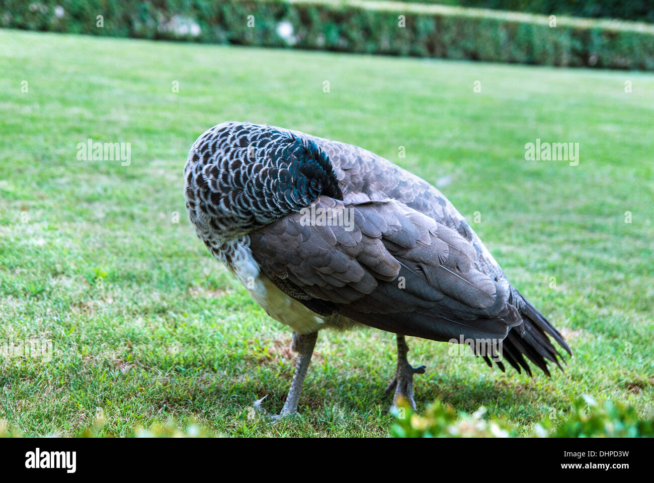 Pfau, kratzen sich im stehen auf dem Rasen Stockfoto