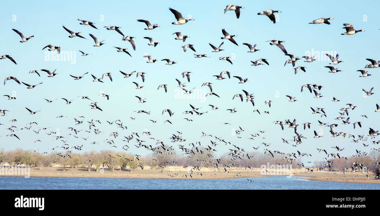 Niederlande, Lelystad, Nationalpark Oostvaardersplassen. Herde von Weißwangengans fliegen Stockfoto