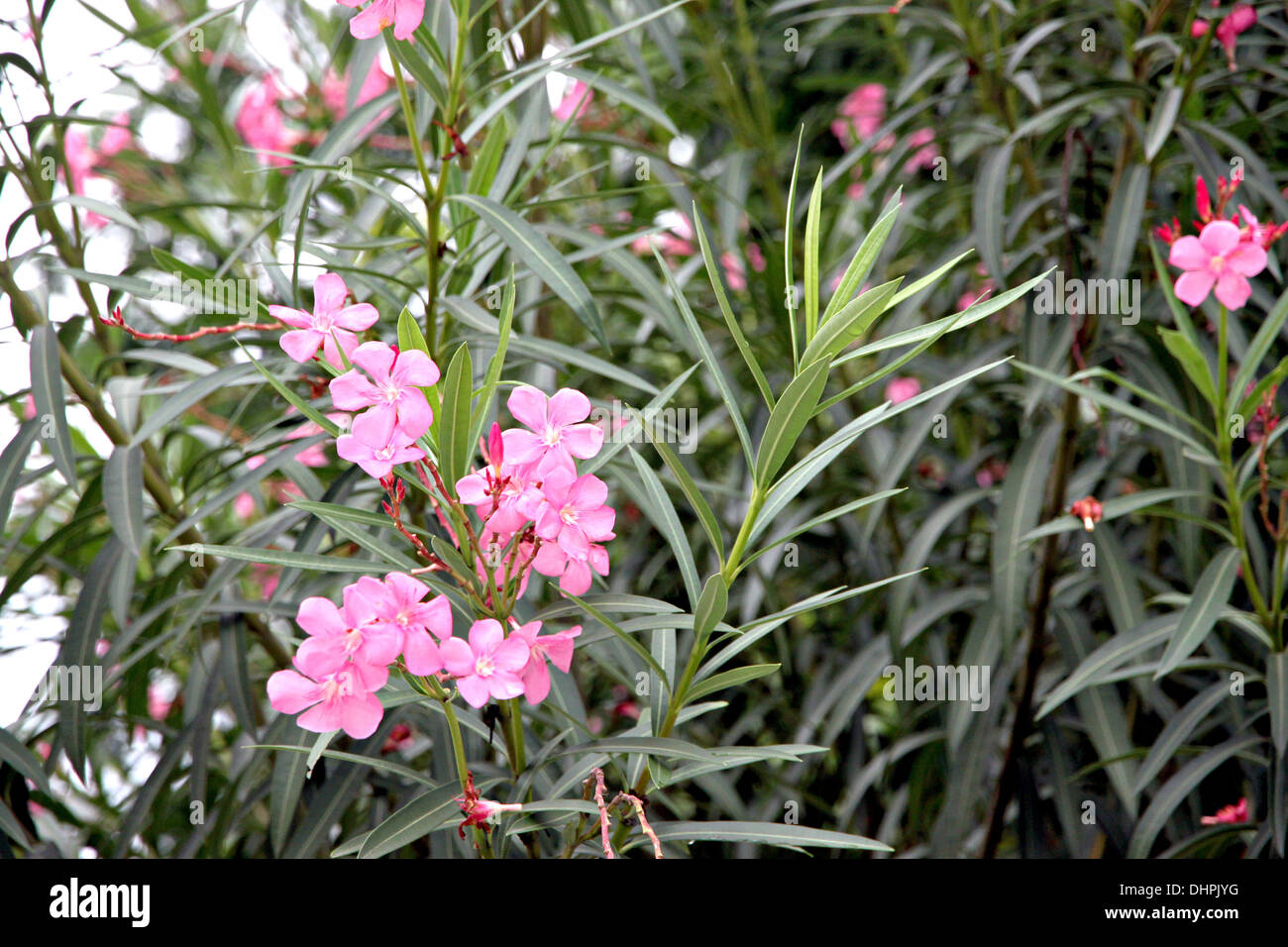 Fokus der Bild rosa Blume im Garten. Stockfoto