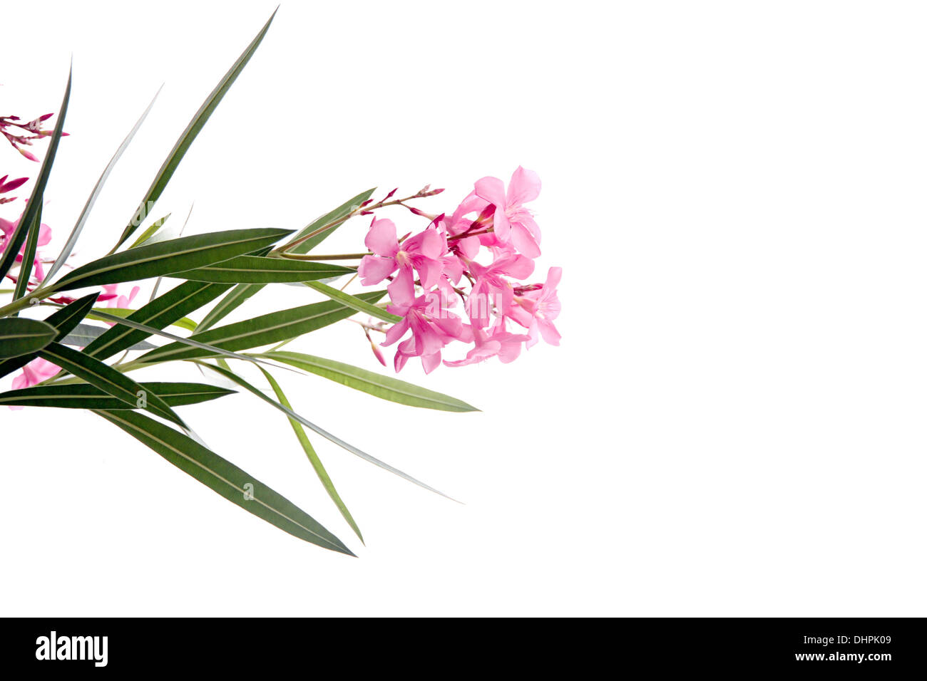 Fokus der Bild rosa Blume im Garten auf weißem Hintergrund. Stockfoto