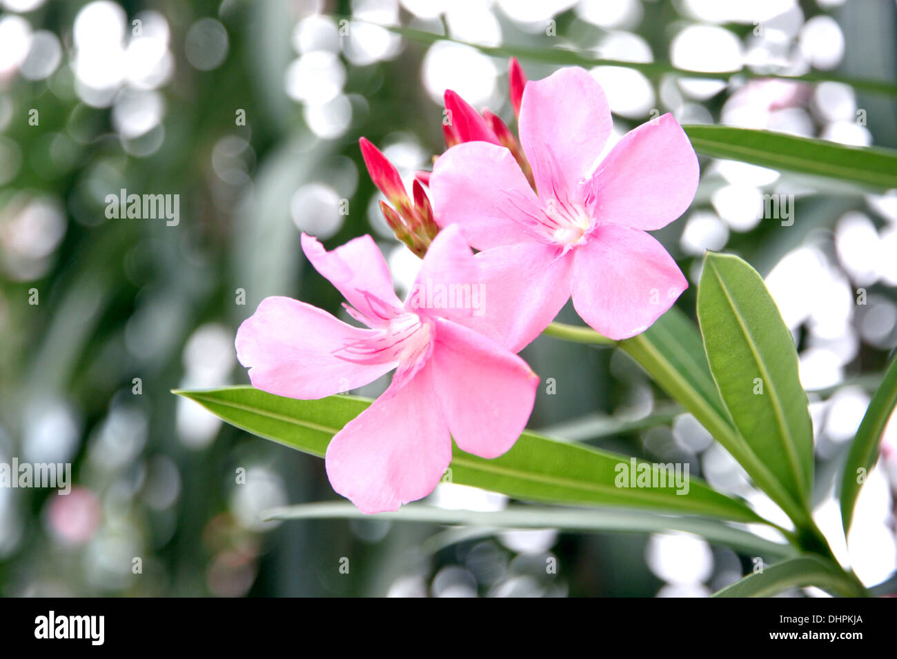 Fokus der Bild rosa Blume im Garten. Stockfoto