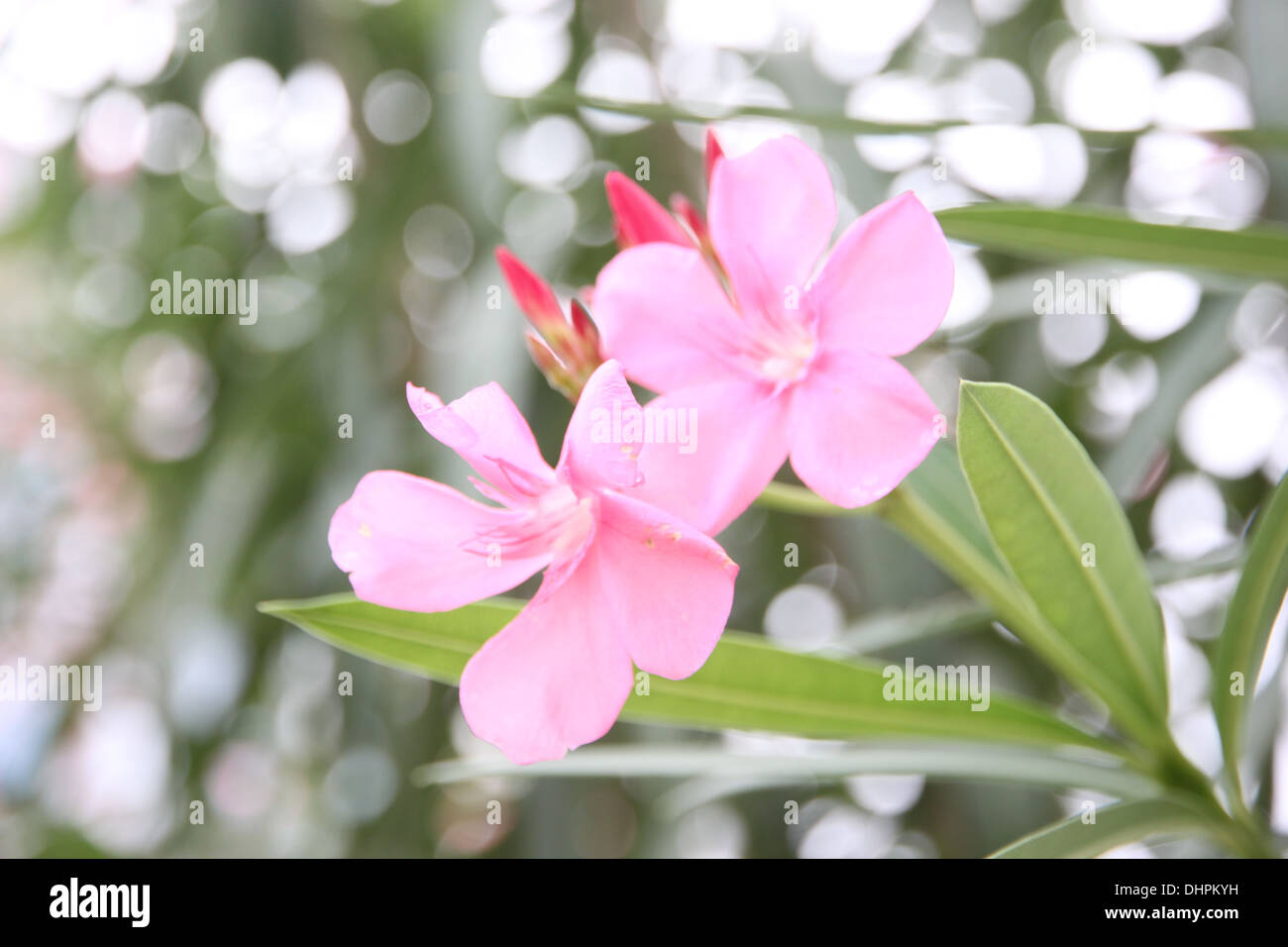 Fokus der Bild rosa Blume im Garten. Stockfoto