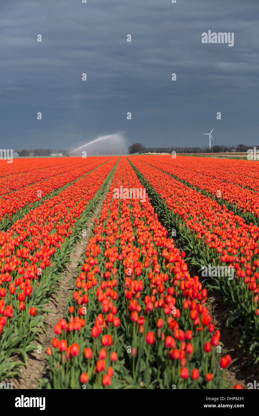 Niederlande, Espel. Tulpenfeld. Sprinkler Stockfoto