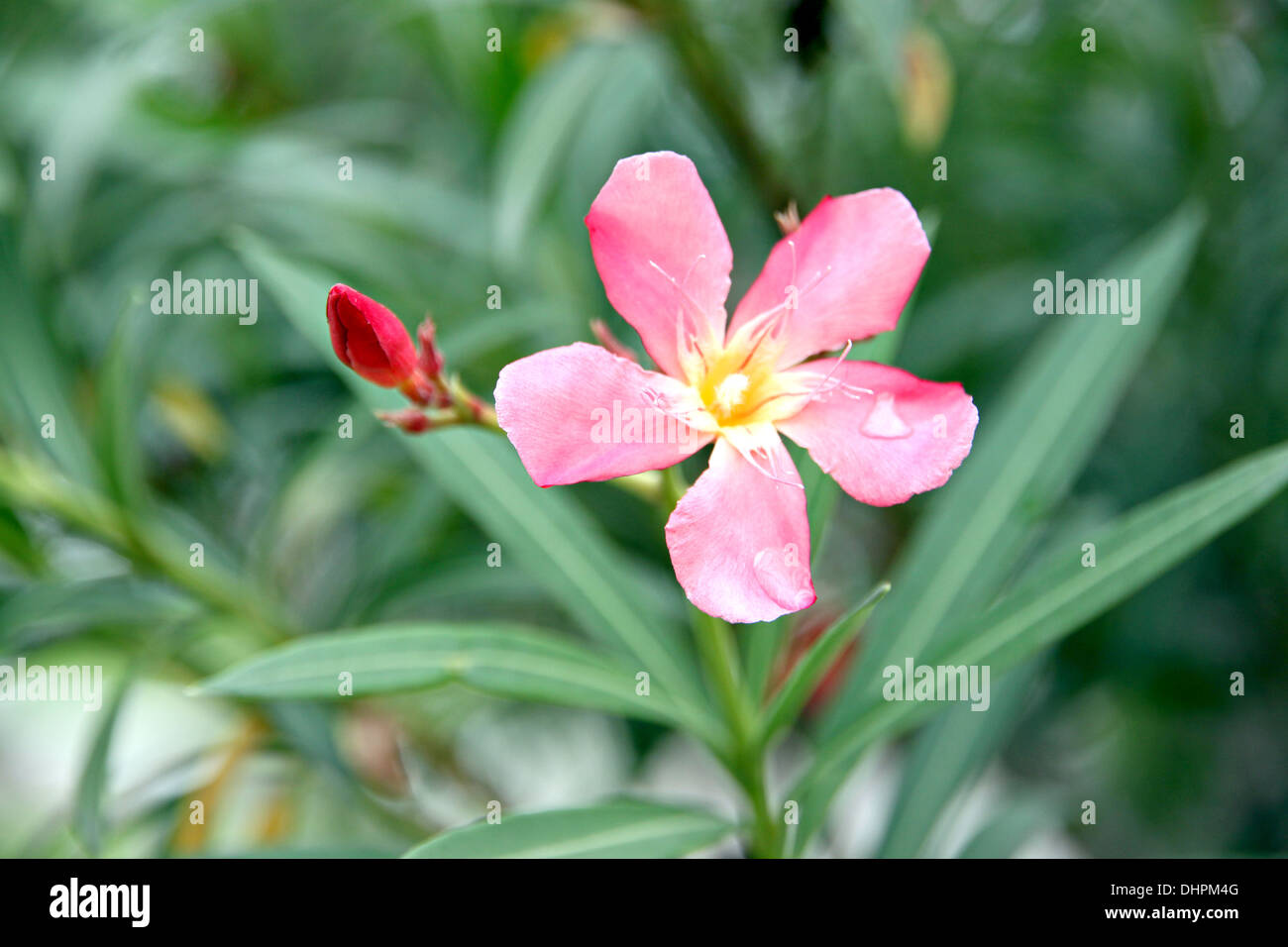 Fokus der Bild rosa Blume im Garten. Stockfoto