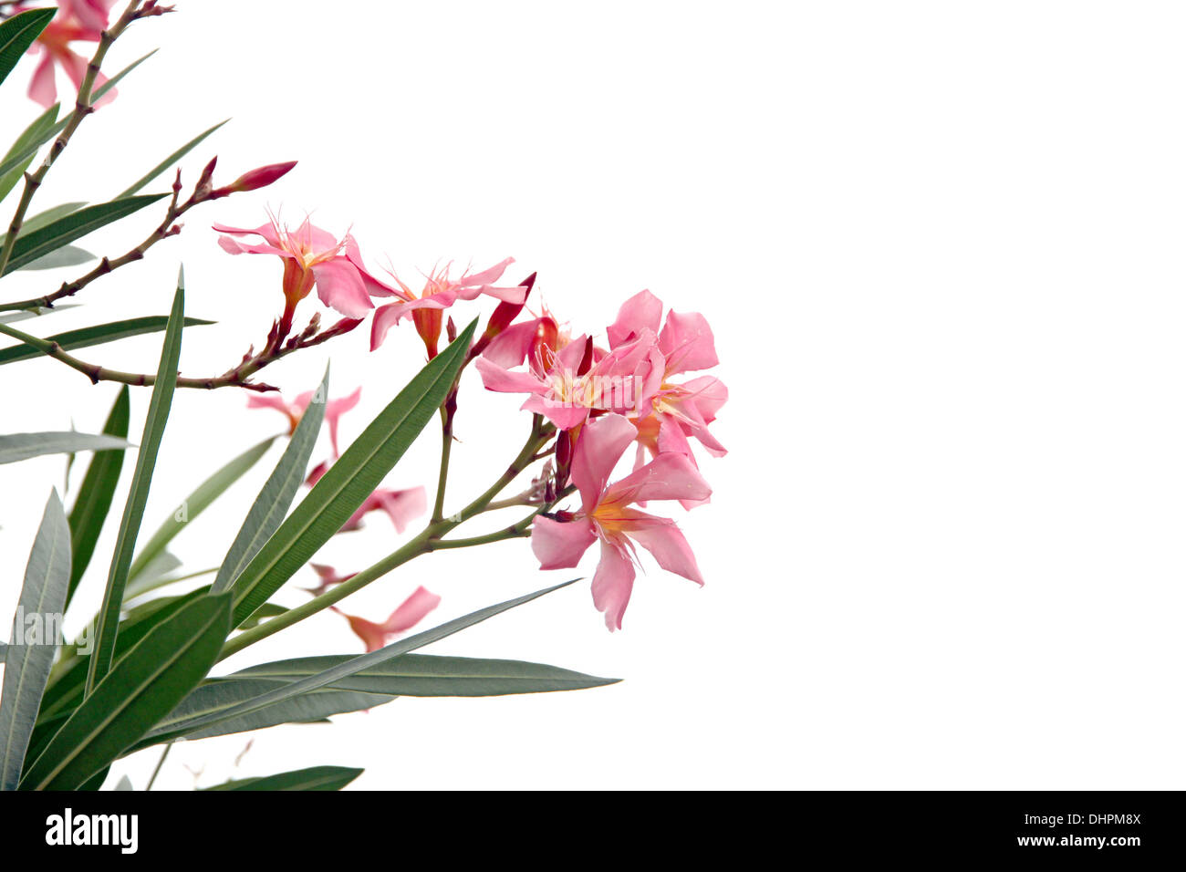 Fokus der Bild rosa Blume im Garten auf weißem Hintergrund. Stockfoto