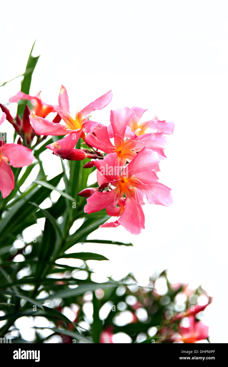 Fokus der Bild rosa Blume im Garten auf weißem Hintergrund. Stockfoto