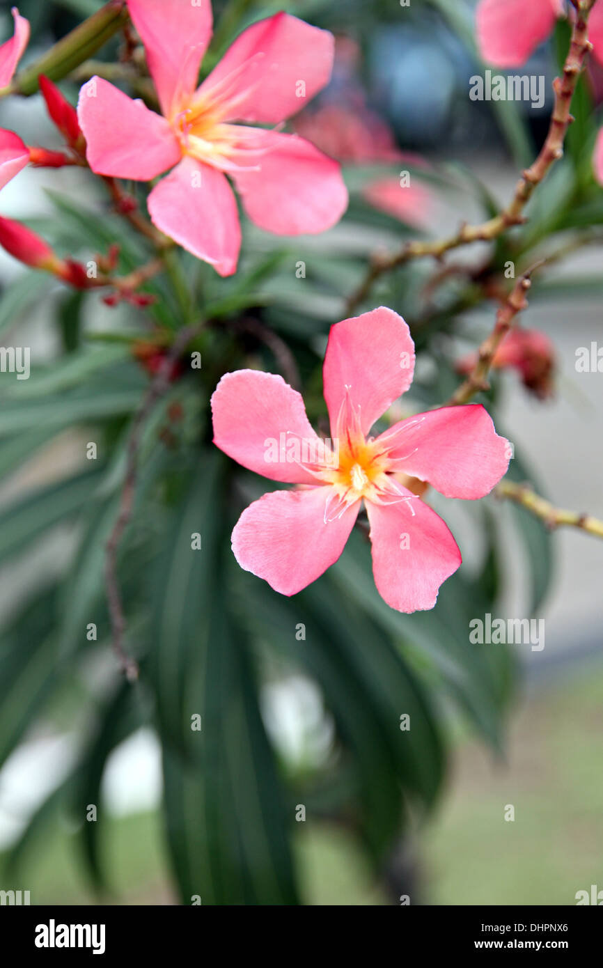 Fokus der Bild rosa Blume im Garten. Stockfoto