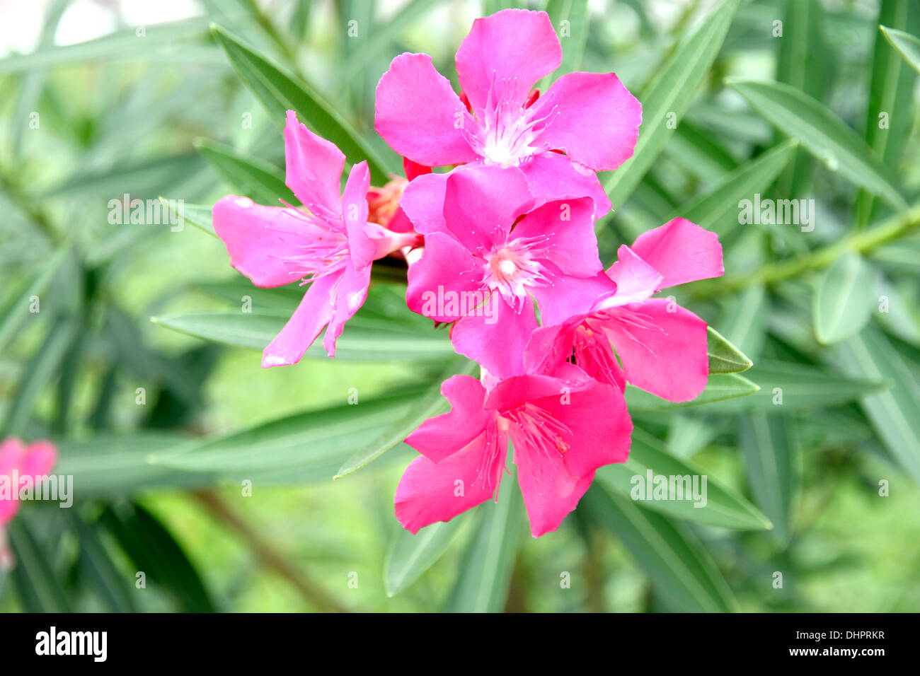 Fokus der Bild rosa Blume im Garten. Stockfoto