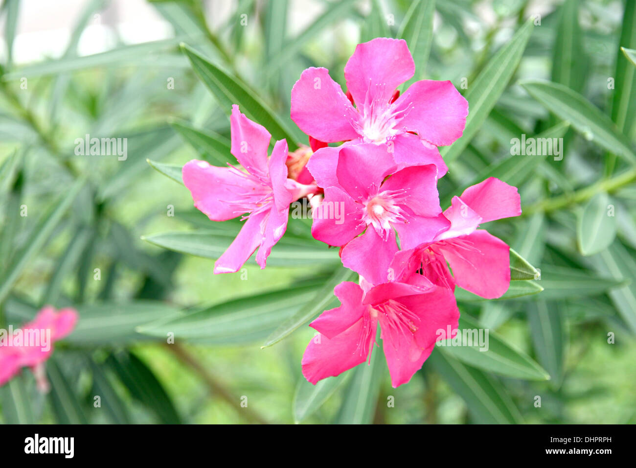 Fokus der Bild rosa Blume im Garten. Stockfoto