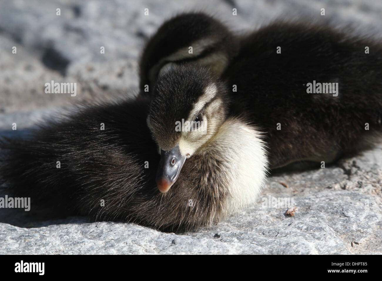 Junge Mandarin Entlein (Aix Galericulata) in der Sonne dösen Stockfoto