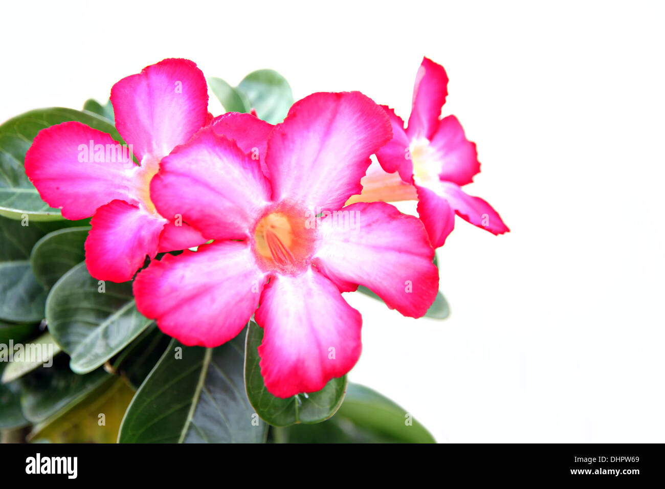 Fokus der Bild rosa Blume im Garten auf weißem Hintergrund. Stockfoto