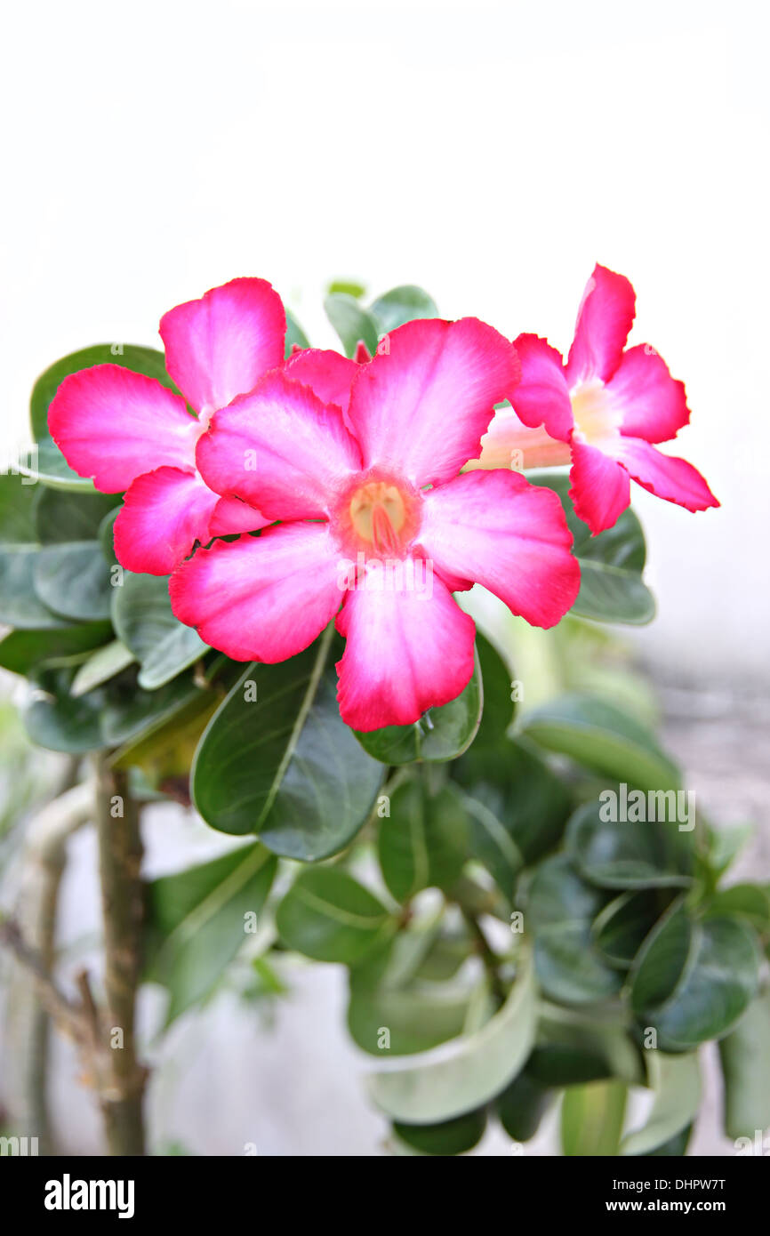 Fokus der Bild rosa Blume im Garten. Stockfoto