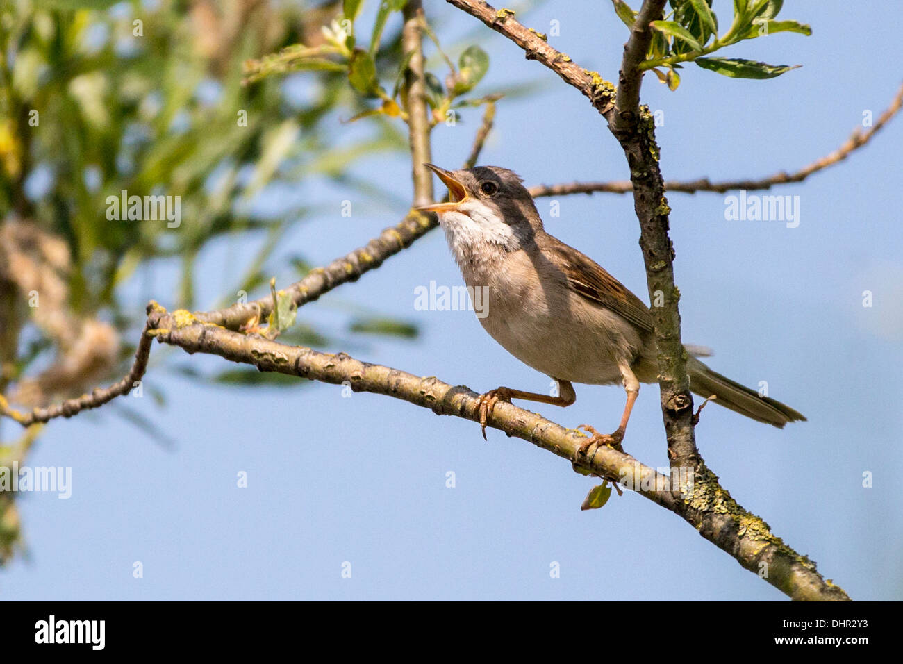 Niederlande, Terwolde, Common Whitethroat (Sylvia Communis) thront auf Zweig. Singen Stockfoto