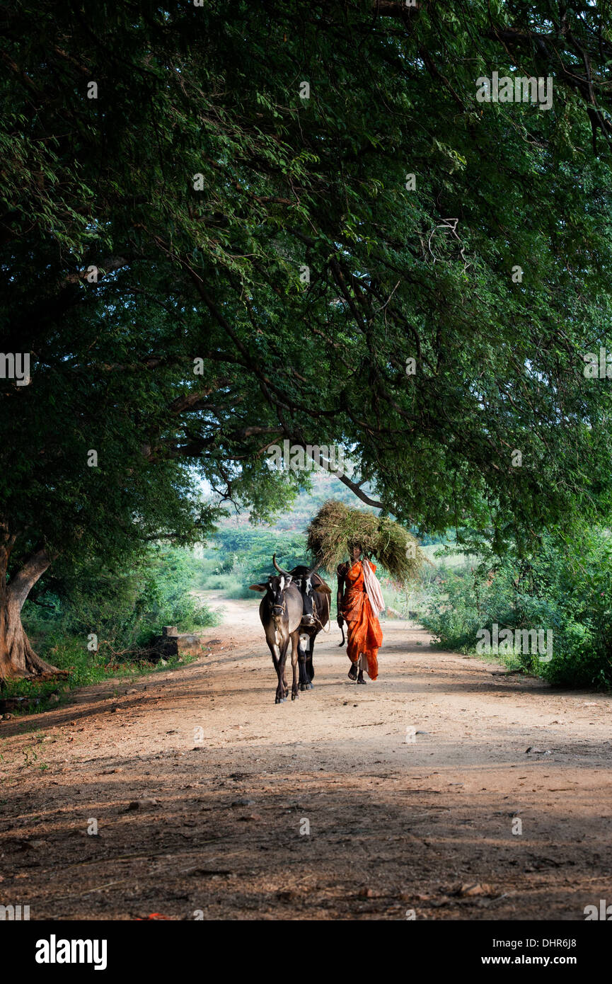 Indische Dorf Frau mit Schnittgut auf dem Kopf mit Kühen in der indischen Landschaft. Andhra Pradesh, Indien Stockfoto