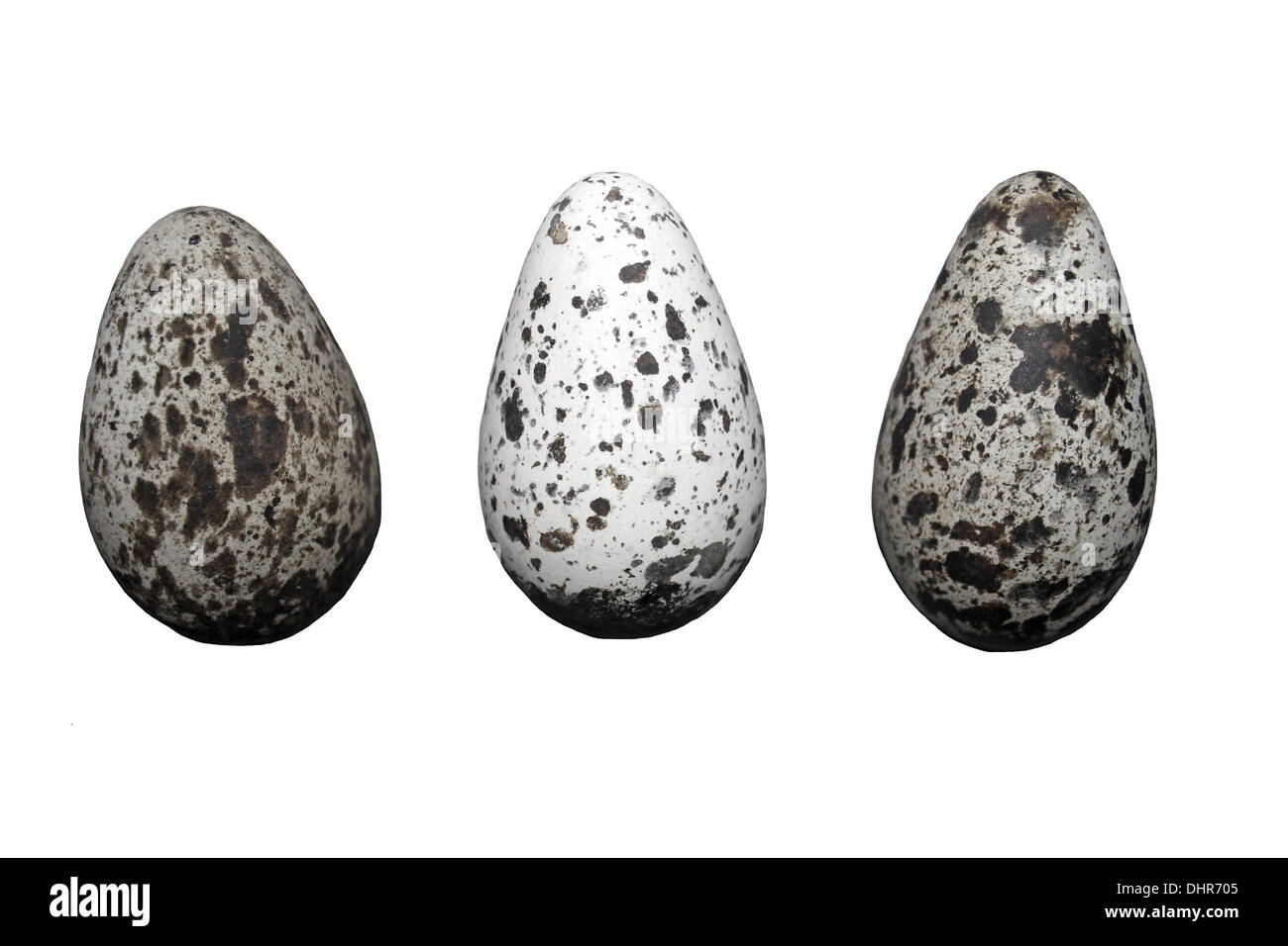 Drei gemeinsame Guillemot Uria Aalge Eiern zeigt Variation In Musterung Stockfoto