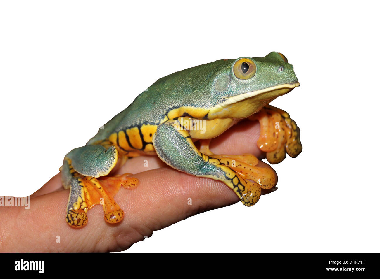Herrliche Blatt Frosch Cruziohyla Calcarifer In die Hand Stockfoto